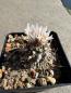 Preview: Turbinicarpus frailensis